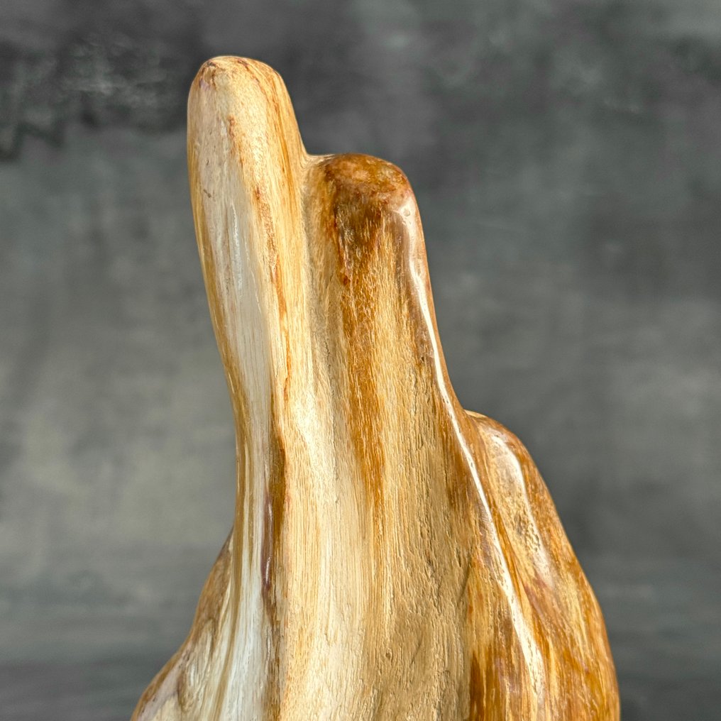 C - 精彩的木化石自由形态与球体搭配 - 化石木材  (沒有保留價) #3.2