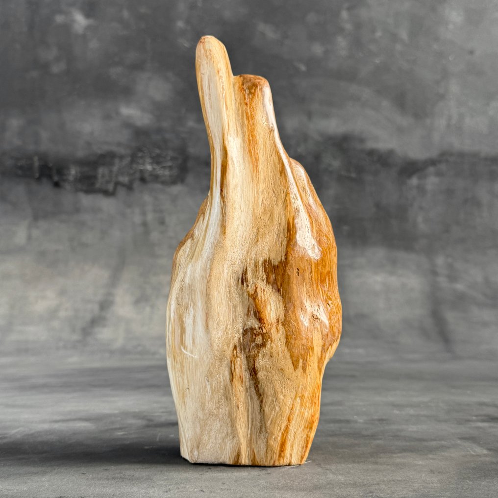 C - 精彩的木化石自由形态与球体搭配 - 化石木材  (沒有保留價) #2.1