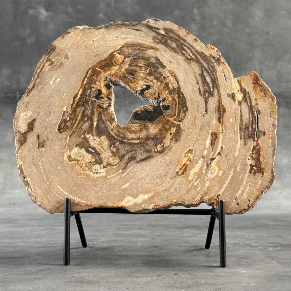 一块精彩的琥珀化木片，放置在定制底座上 - 化石木材  (沒有保留價) #2.1