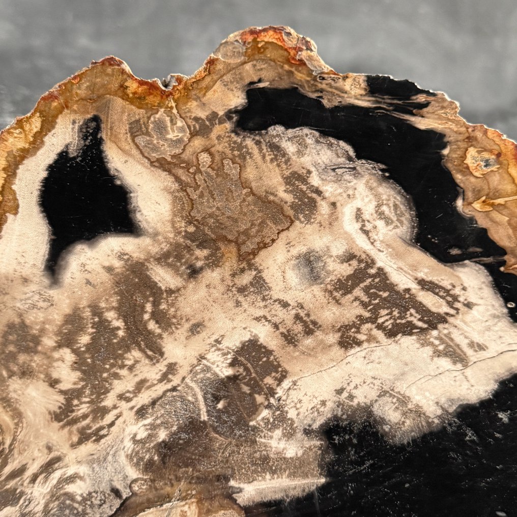 美丽的化石木切片，配以定制底座 - 化石木材  (没有保留价) #4.3