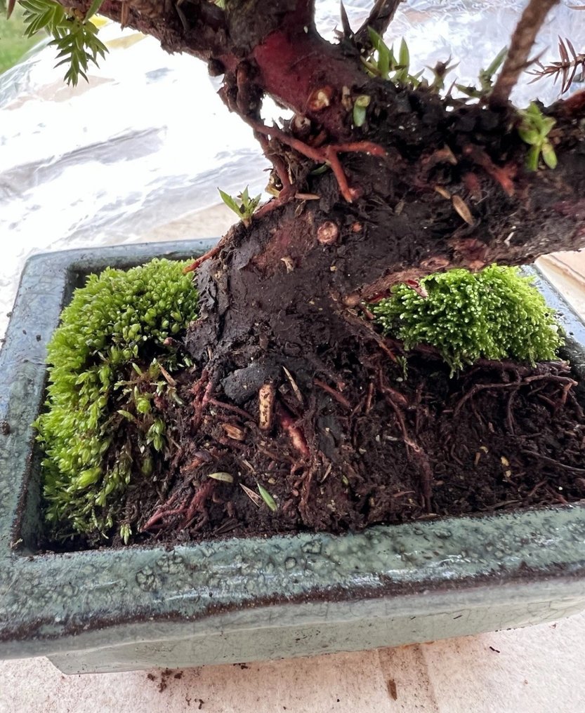 Juniper bonsai (Juniperus) - Height (Tree): 10 cm - Depth (Tree): 18 cm - Japan #4.3