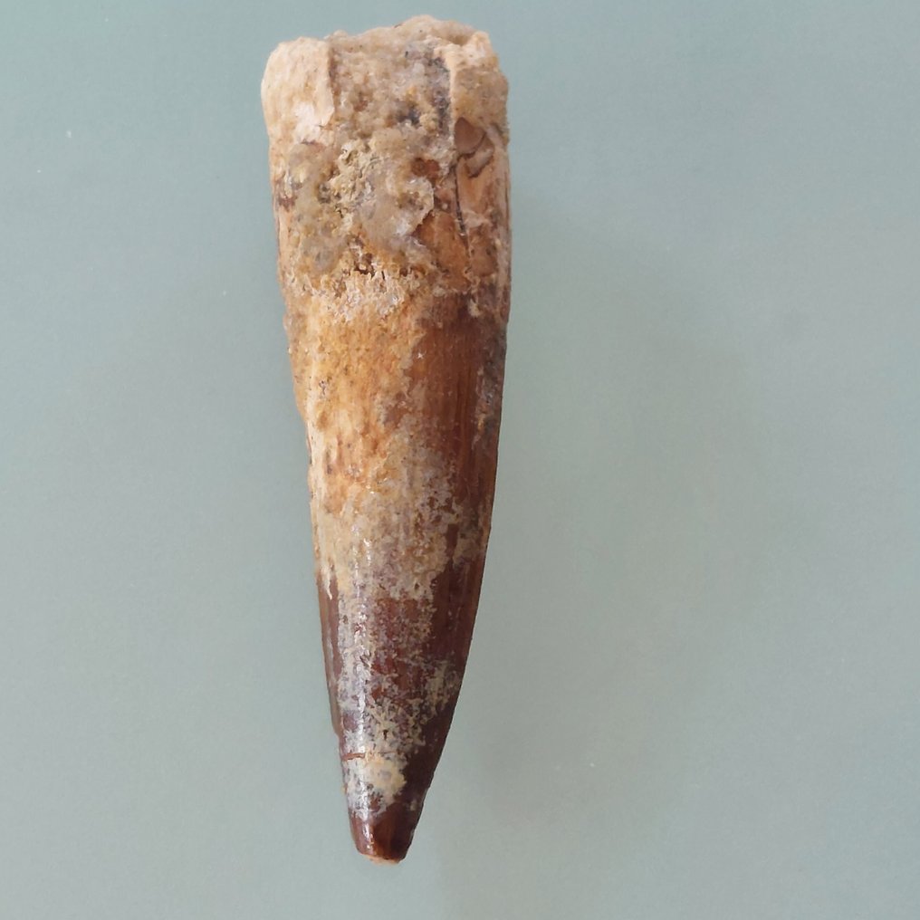 Δεινόσαυρος - Απολιθωμένο δόντι - Spinosaurus aegyptiacus - 80 mm - 20 mm #1.0