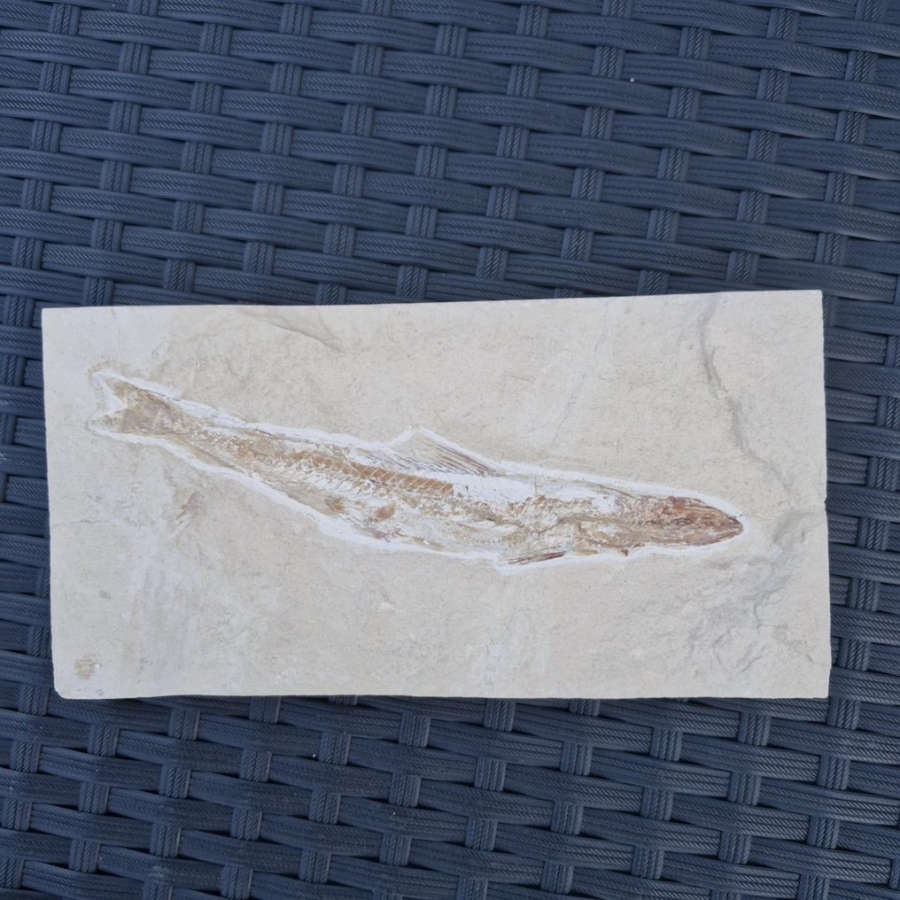 Viso fossile - Scheletro fossile - Prionolepis cataphractus - 200 mm - 104 mm  (Senza prezzo di riserva) #4.3