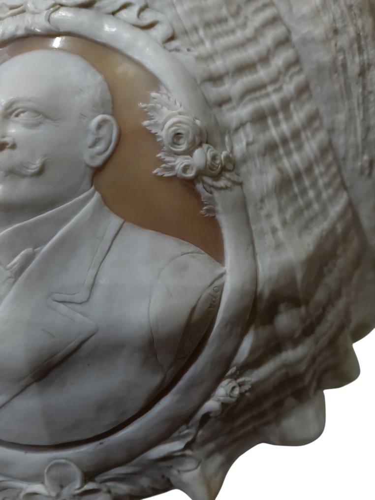 Conch Concha do mar - Cassis Madagascariensis #4.3