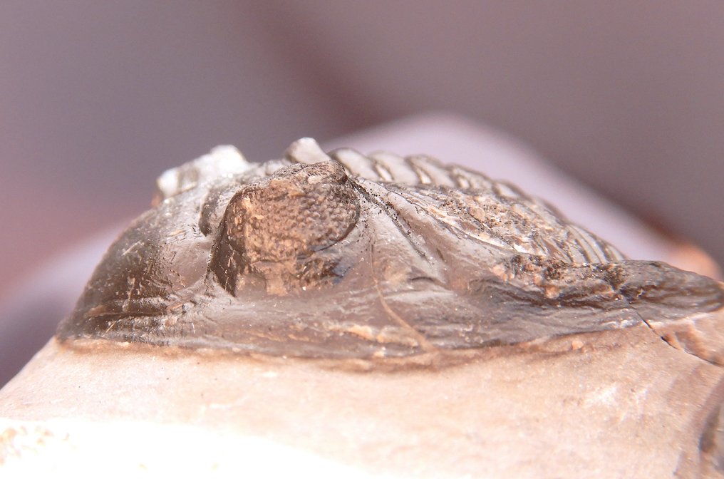 Fossil - Fossil skeleton - Hollardops mescoristata - 6 cm (No reserve price) #3.2