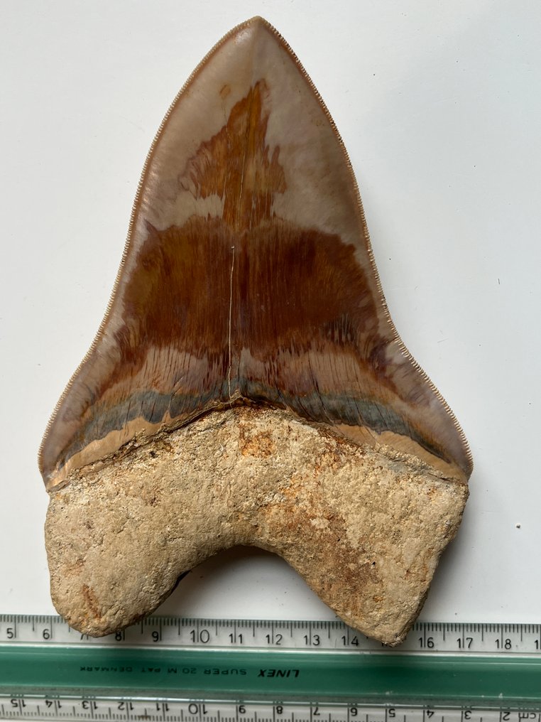 Stor Megalodon-tand 15,3 cm (6,02 tum) - Fossil tand - Carcharocles megalodon #4.3