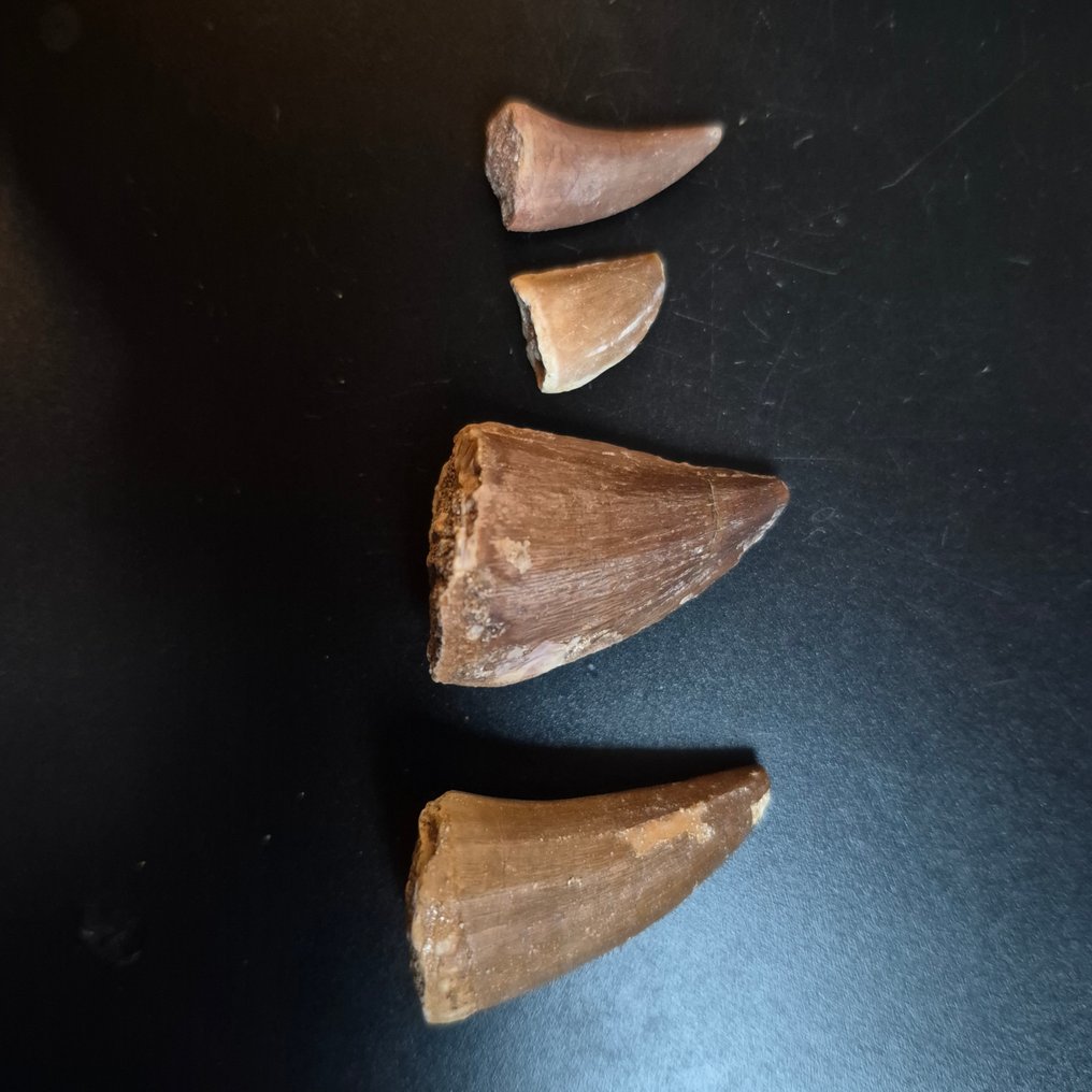 Mosasauro - Dente fossile - Unieke mosasaurus tanden van Groot naar Klein - 12 cm - 12 cm (Senza Prezzo di Riserva) #3.2