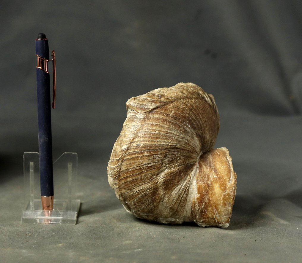 Natuurlijk fossiel rudist - uitstekende bewaring - Gefossiliseerd dier - Toucasia carinata - 10.6 cm - 9.6 cm (Zonder Minimumprijs) #1.0