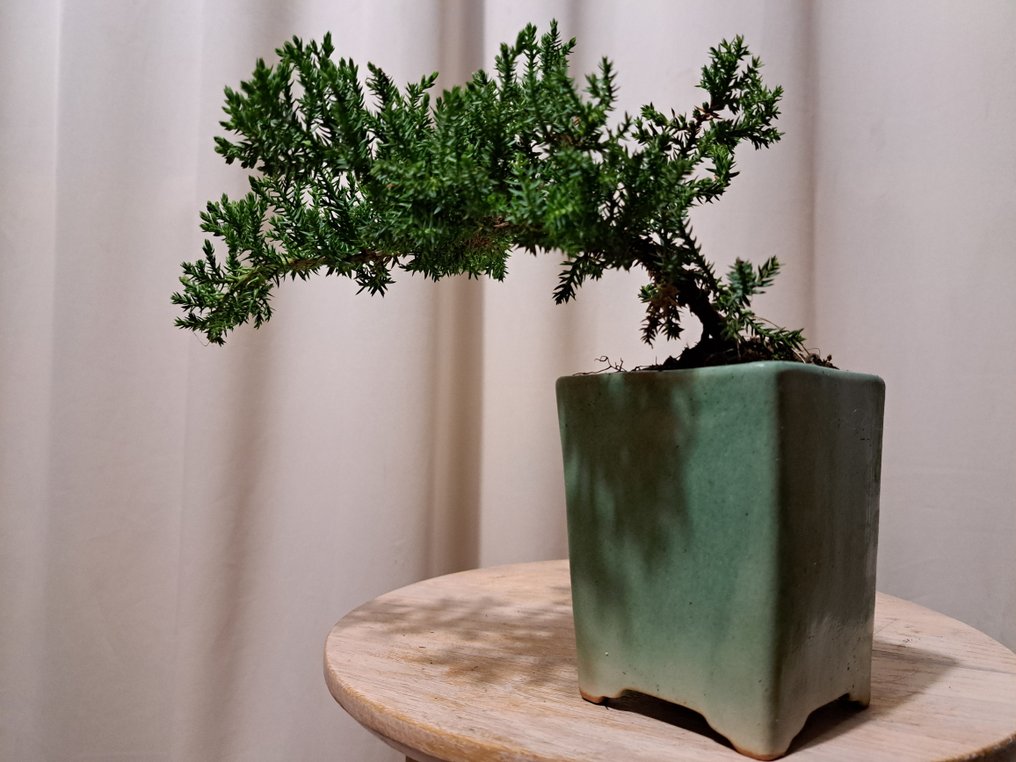 Einer bonsai (Juniperus) - Høyde (tre): 12 cm - Dybde (tre): 25 cm - Nederland #4.3