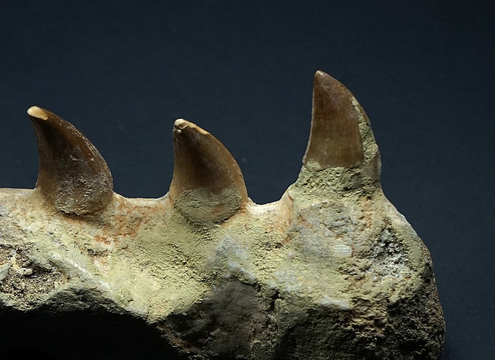 Mosassauro - Dente fóssil - 13 cm  (Sem preço de reserva) #1.0