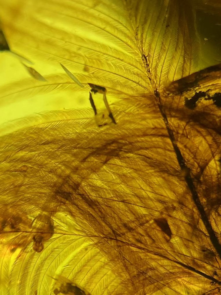 琥珀 - feather in amber - 57.3 mm - 20.2 mm #1.0