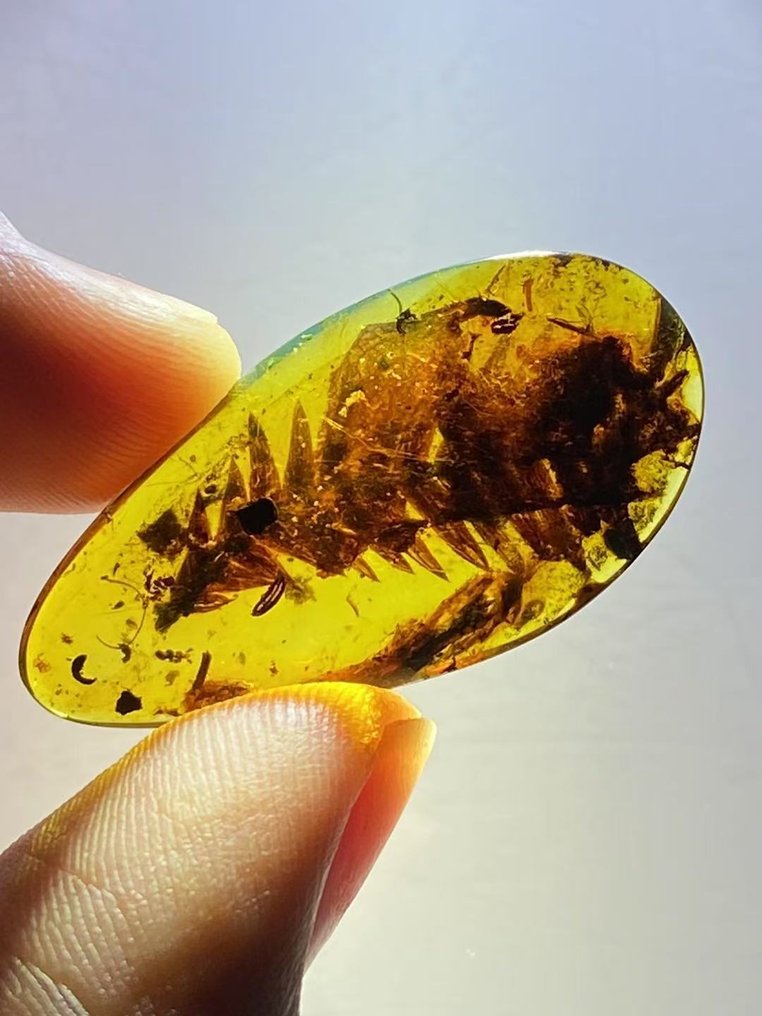 Ambra - Gymnospermae in amber - 33.9 mm - 17.2 mm #4.3