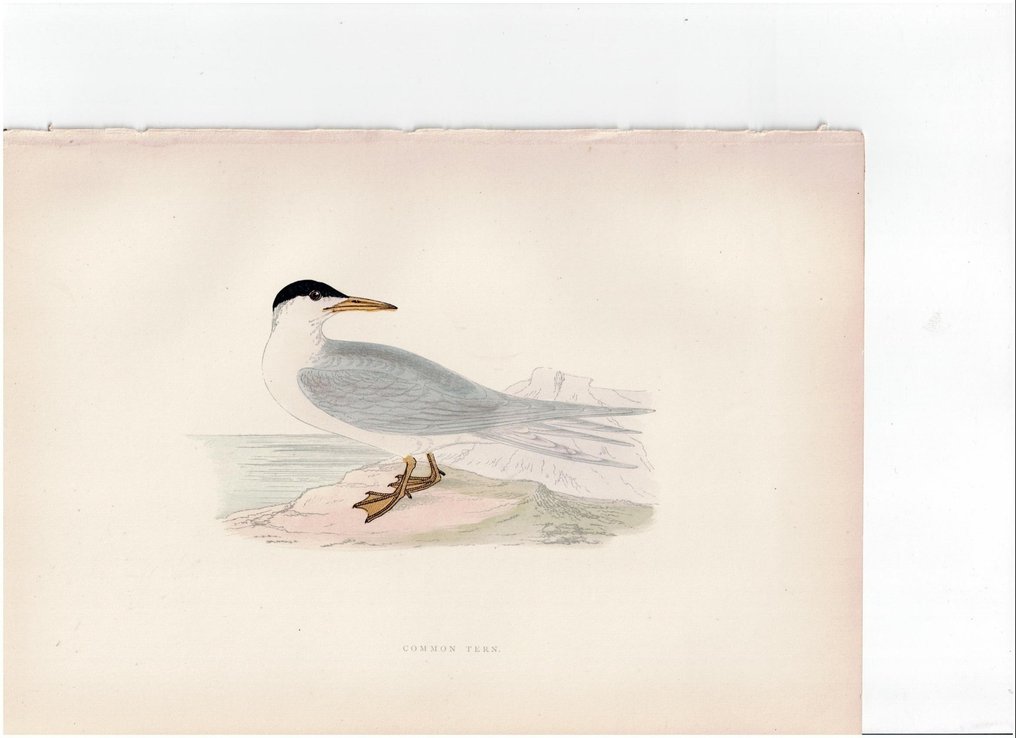 F.O. Morris/Alexander Lydon/Benjamin Fawcett - A History of British Birds. Lot with 25 plates - 1891 #1.0