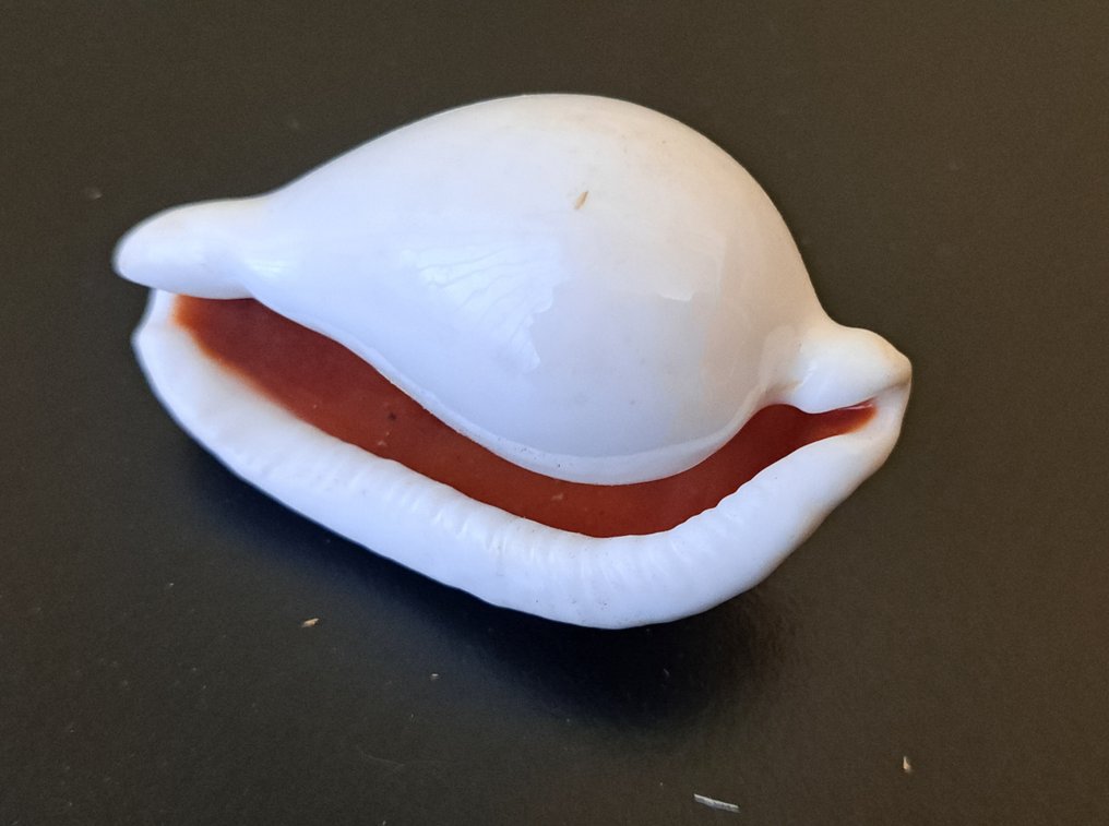 fossiler og skaller Havskal - vari generi collezione fossili e conchiglie  (Ingen mindstepris) #1.0