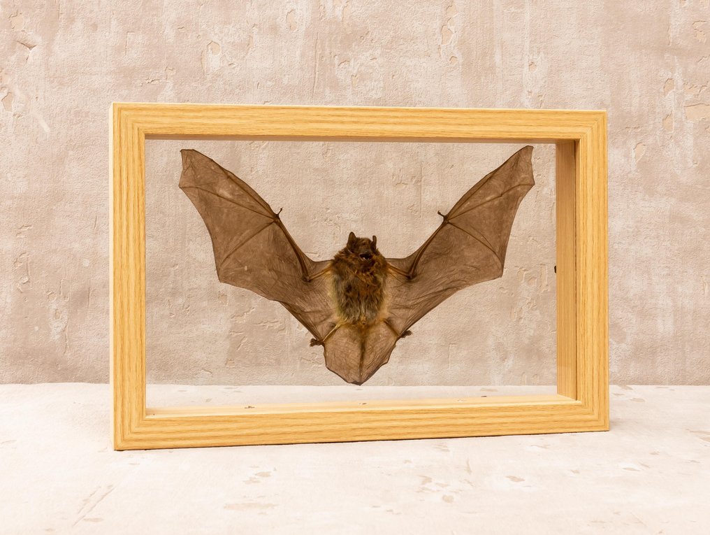 Pipistrello vesper dipinto - incorniciato Allestimento tassidermico a corpo intero - Pipistrellus javanicus - 16.5 cm - 25 cm - 4 cm - Specie non CITES #1.0