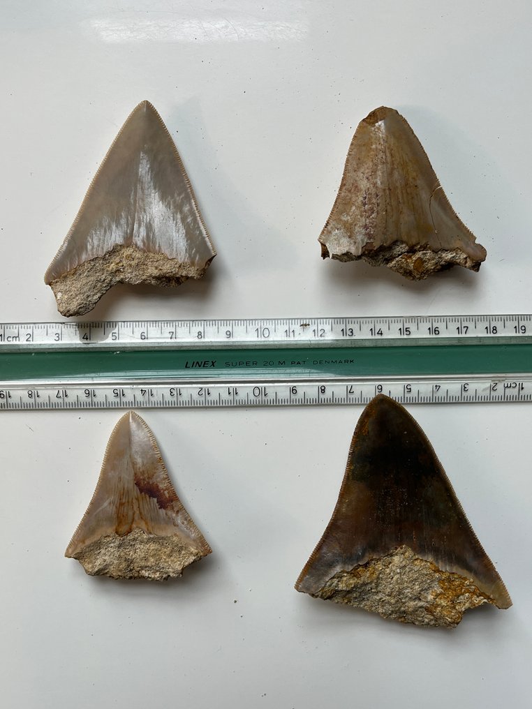 4 dinți de Megalodon până la 8,8 cm - Dinte fosilă - Carcharocles megalodon  (Fără preț de rezervă) #1.0