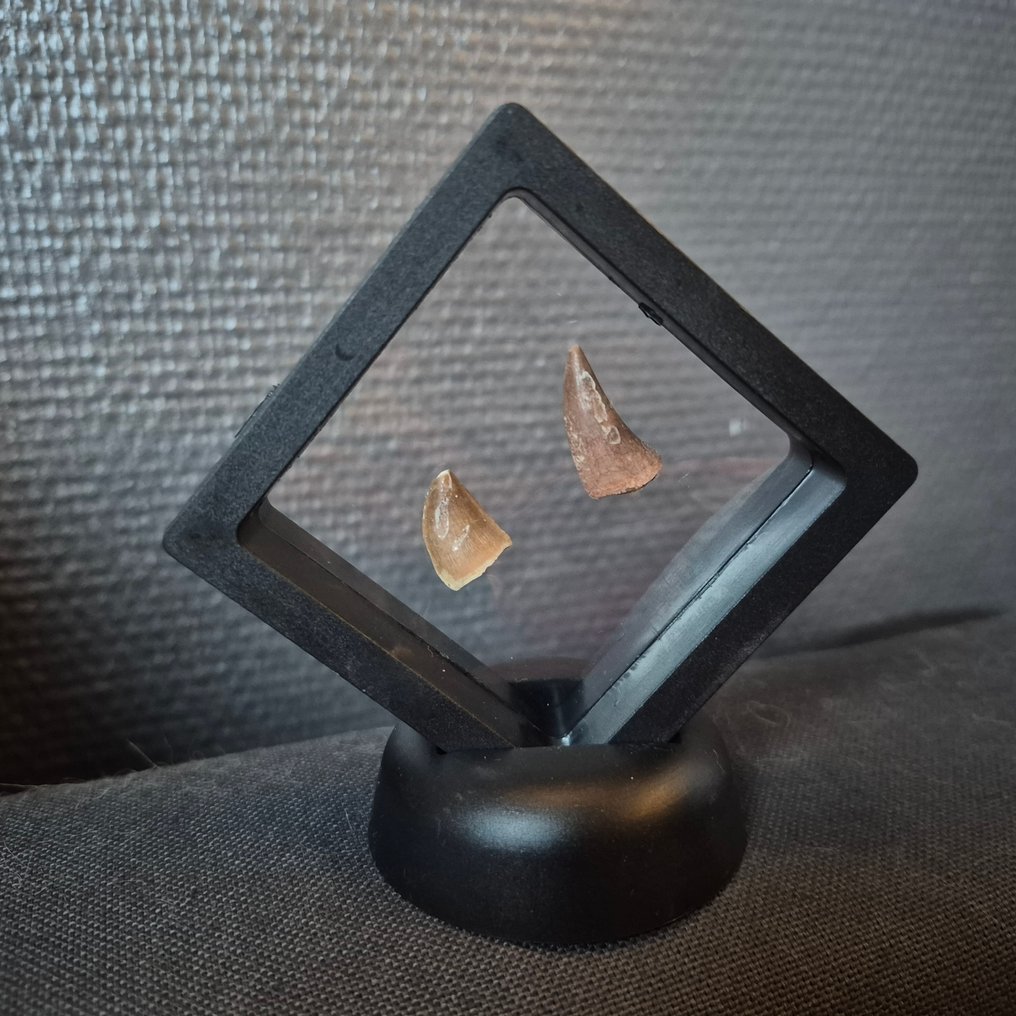 Mosasauro - Dente fossile - Unieke mosasaurus tanden van Groot naar Klein - 12 cm - 12 cm (Senza Prezzo di Riserva) #2.1