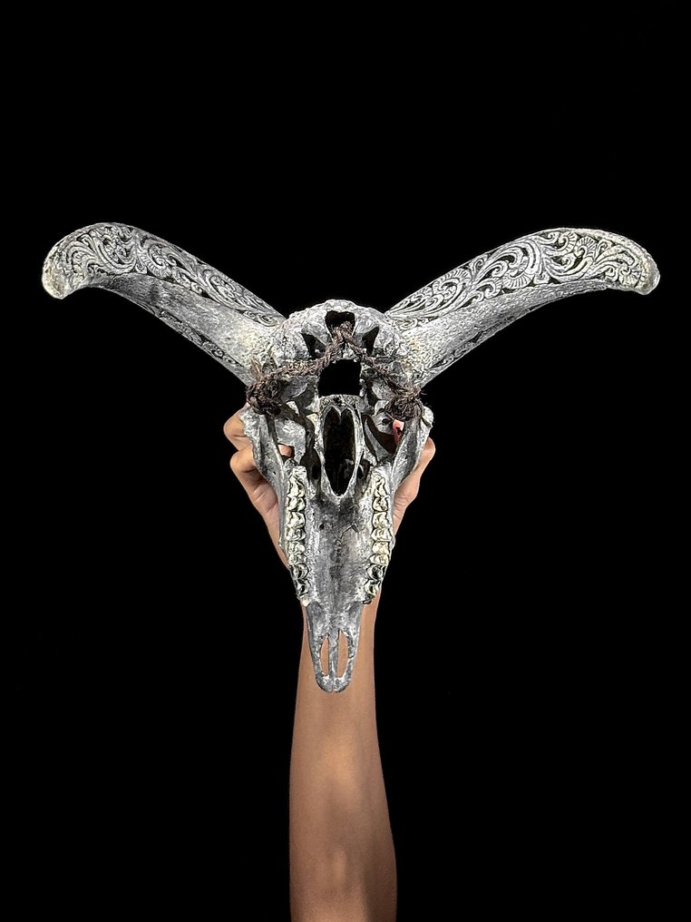 NO RESERVE PRICE - Authentic Grey Hand-Carved Ram Skull with Carved Horn-Badong Motif- Carved skull - Ovis Aries - 42 cm - 37 cm - 20 cm- Non-CITES species - (1) #4.3