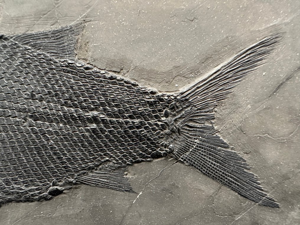 化石 - Fossil matrix - Asialepidotus - 25.2 cm - 15.7 cm #4.3