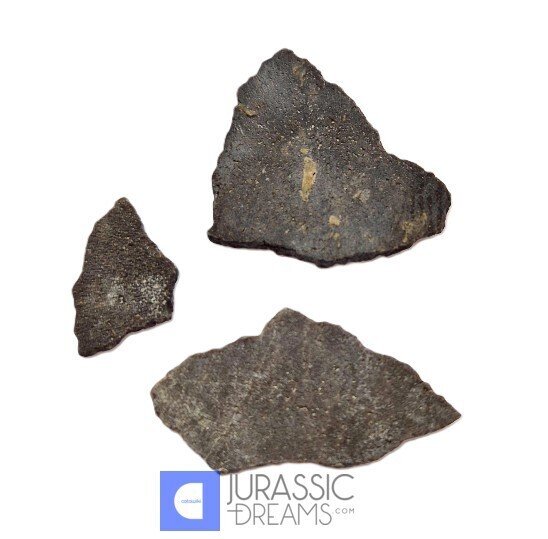 化石蛋 - Exceedingly Rare Hadrosaurid (cf Maisaura peeblesorum) Set of 3 Egg Shells - Two Medicine Fm (沒有保留價) #3.2
