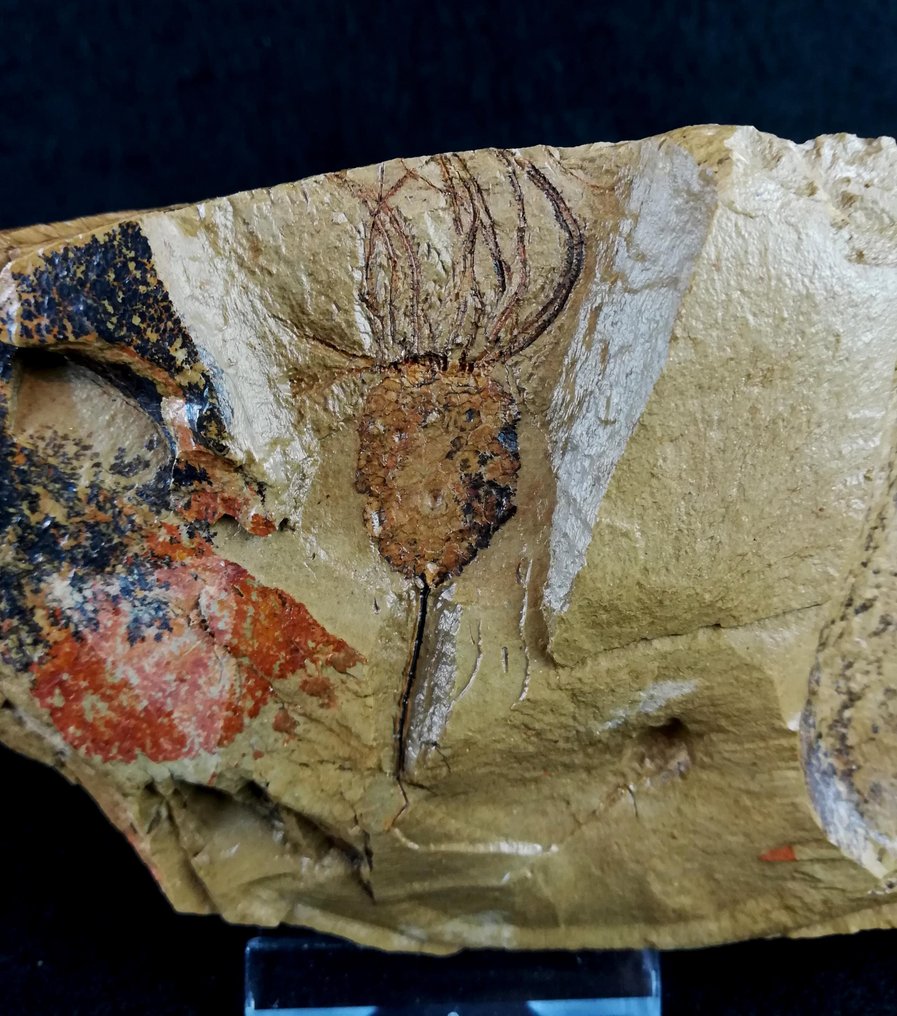 Primitive echinoderm - Eocrinoidea!!! - Fossilised animal - Balantiocystis regnelli - 15.5 cm - 7.5 cm #3.2