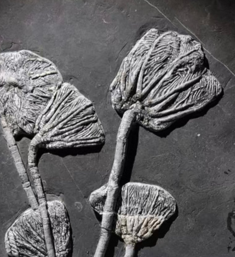 Plantă fosilizată - Traumatocrinus guanlingensis sp.nov - 33 cm - 25 cm #2.1