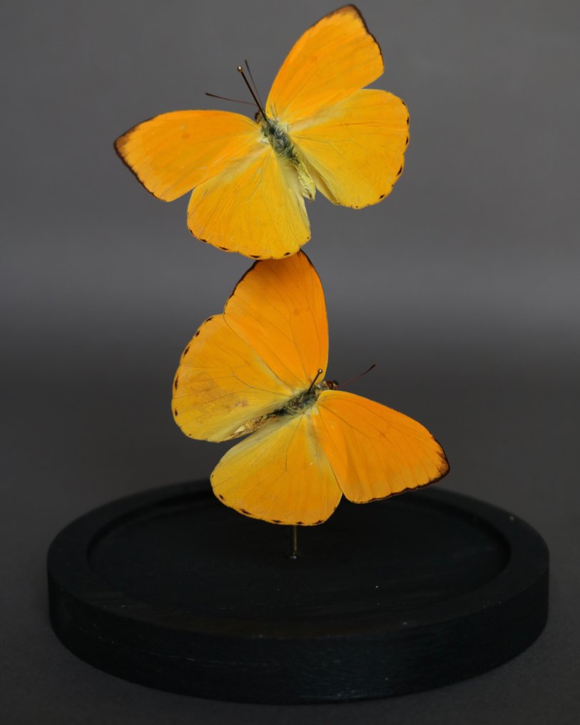 Farfalla Allestimento tassidermico a corpo intero - Pheobis argante - 20 cm - 10 cm - 10 cm - Specie non CITES - 1 #1.0