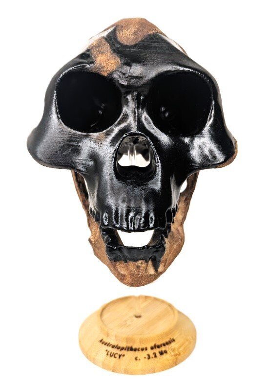 Απολιθωμένο κρανίο - Australopithecus afarensis “Lucy” (AL 288-1) - Museum-Grade Replica - 24 cm - 17 cm #3.2