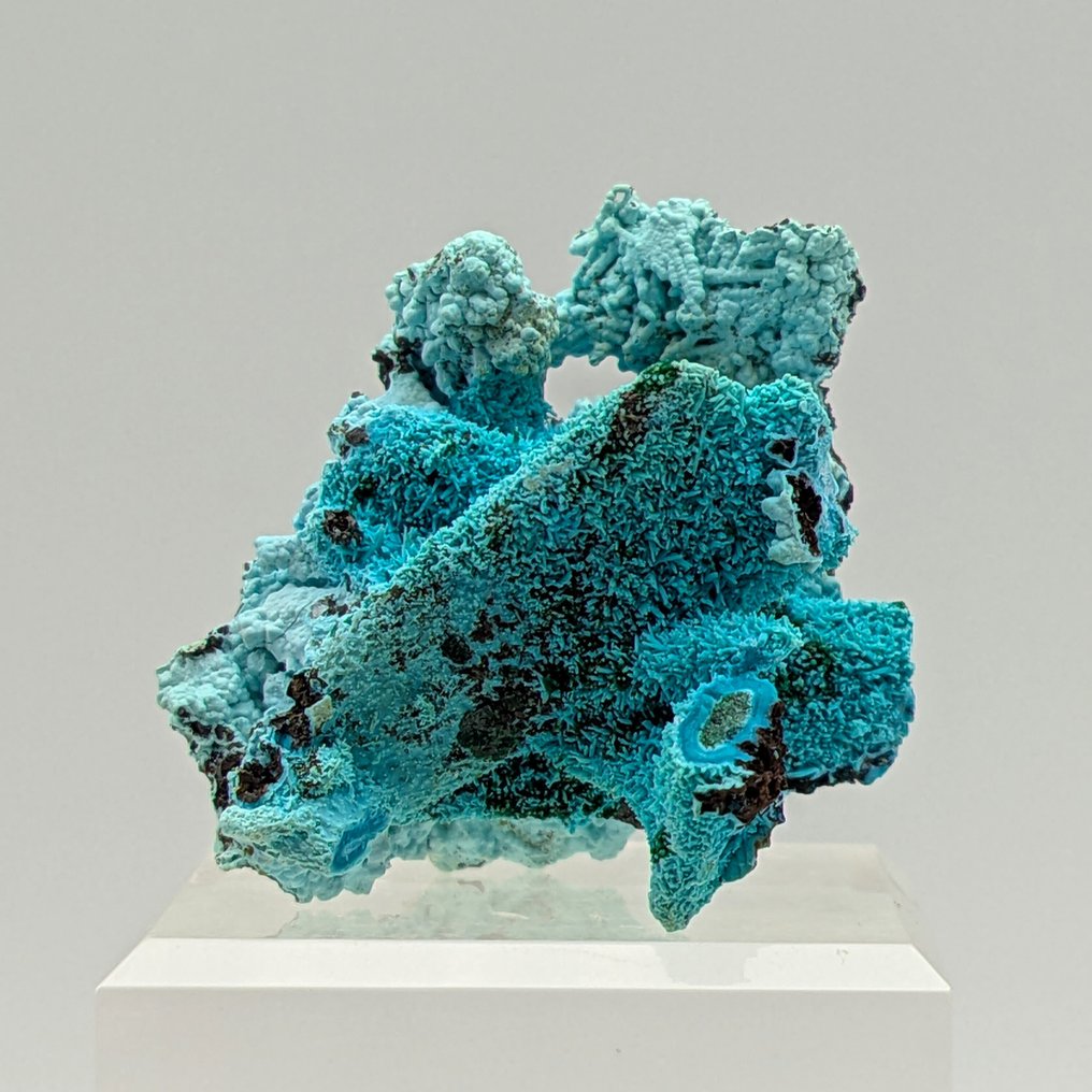 CRISOCOLOLLA Pseudomorph of AZURITE and MALACHITE, ELEGANT Crystals on matrix - Height: 45 mm - Width: 33 mm- 16 g #2.1