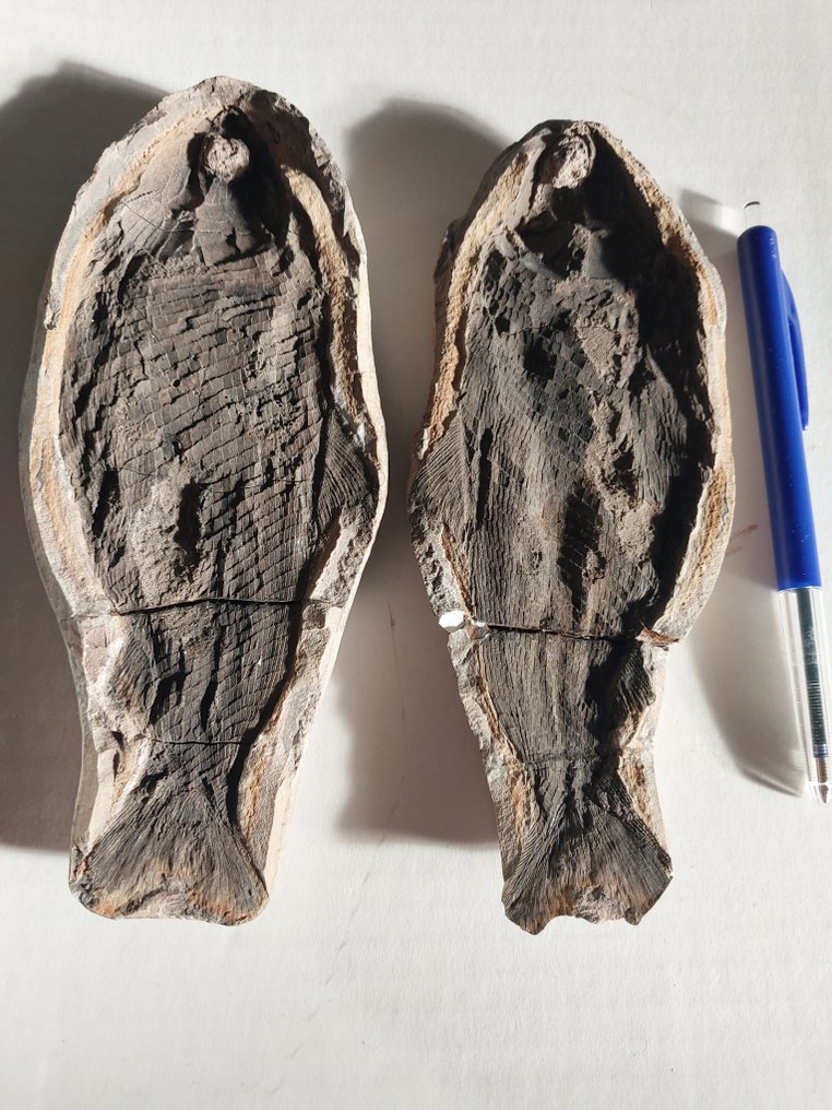 Vis - Gefossiliseerd dier - Parasemionotus - 180 mm - 75 mm  (Zonder Minimumprijs) #1.0