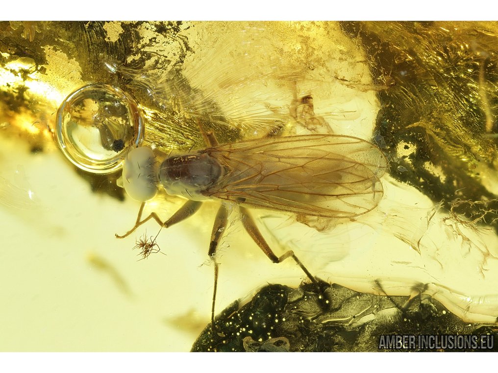 琥珀 - 琥珀 - Bettle - Main inclusion is 4mm - 36 mm - 17 mm  (没有保留价) #1.0