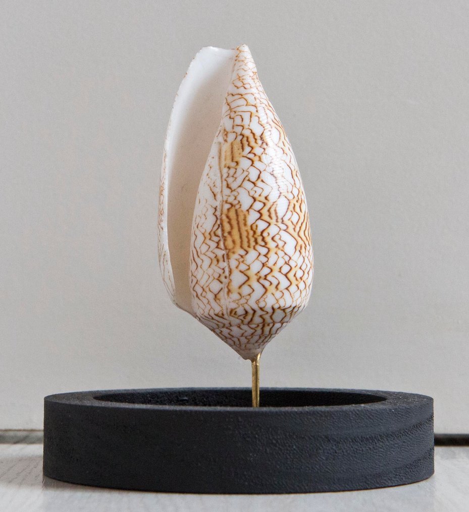 Cono textil Taxidermia teljes test - Conus textile - 14 cm - 11 cm - 11 cm - Nem CITES-fajok - 1 #1.0