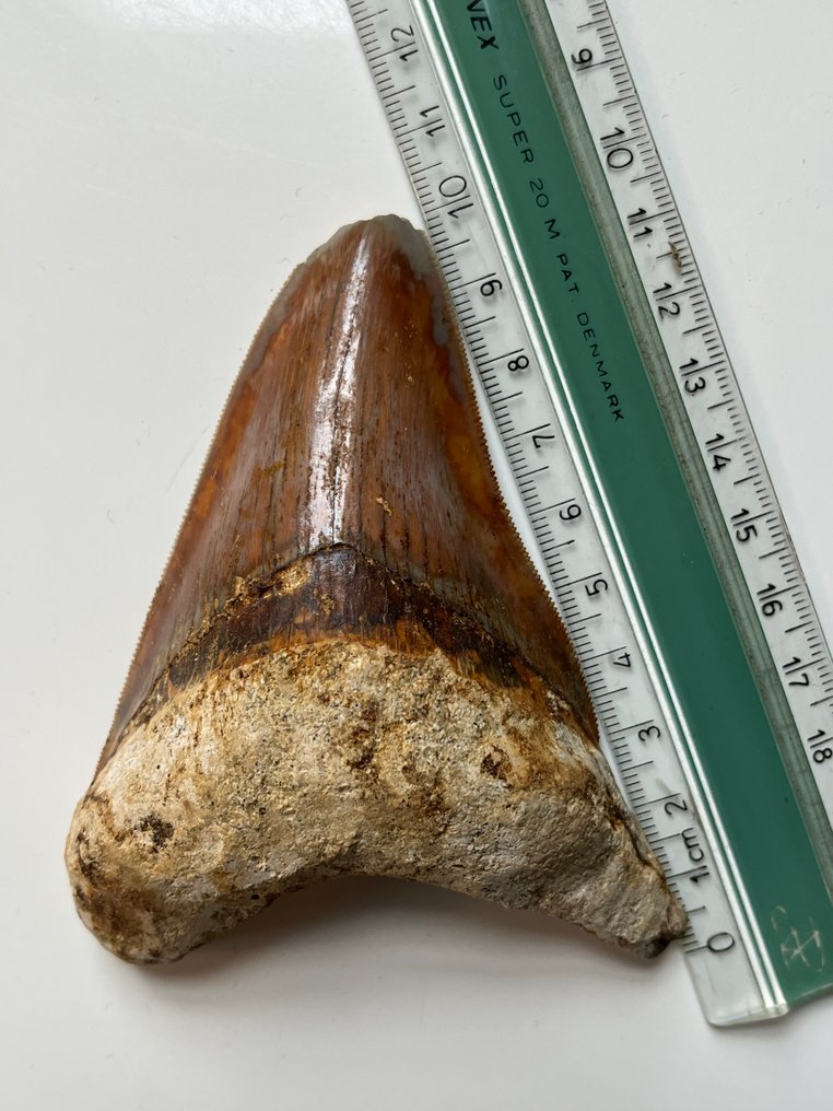 Megalodon tooth 10,3 cm - Fossil tooth - Carcharocles megalodon  (No Reserve Price) #2.1