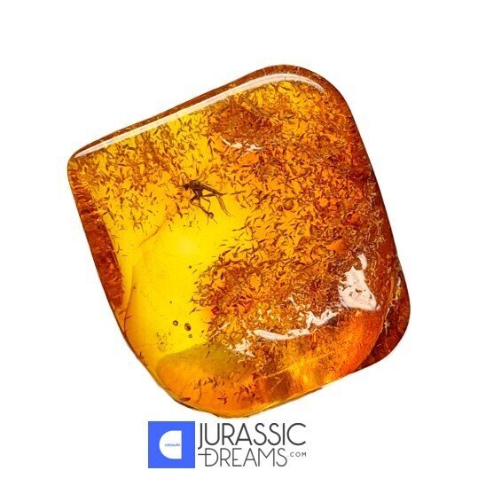 Incluziune fosilă de insectă WASP Hymenoptera în chihlimbar baltic autentic, expusă într-o cutie de - Chihlimbar (Fără preț de rezervă) #1.0