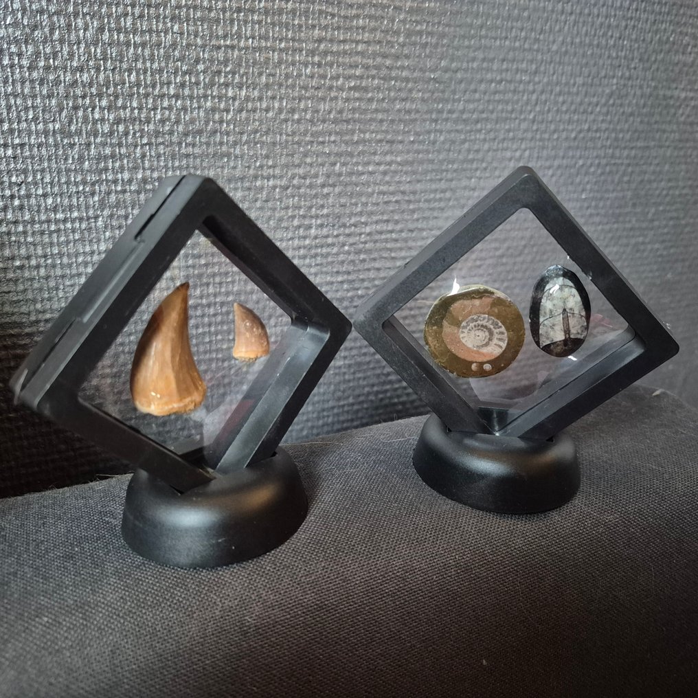 Fosilă - Dinte fosilă - Bijzondere set van 4 unieke fossielen - Mosasaurus Tanden - Goniatiet - Orthoceras - 7 cm - 7 cm (Fără preț de rezervă) #1.0