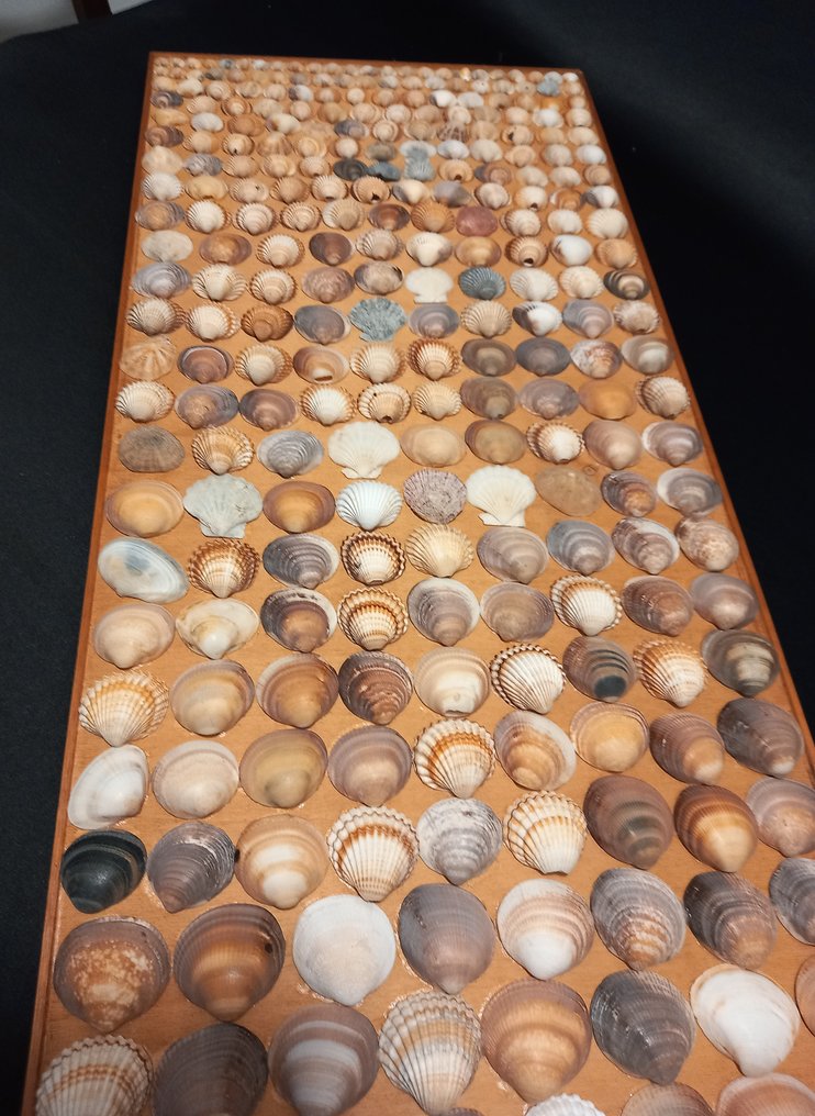 Artisan House - Paneel - Hout, Schelp #1.0