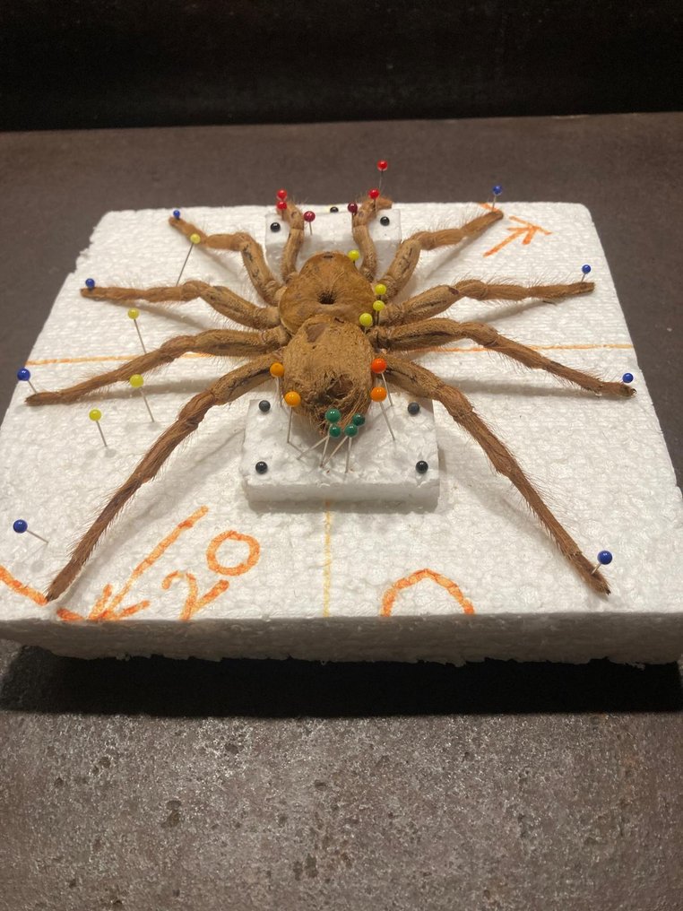 Tarantola Allestimento tassidermico a corpo intero - Theraphosa blond - 18 cm - 18 cm - 0 cm - Specie non CITES - 1 #1.0