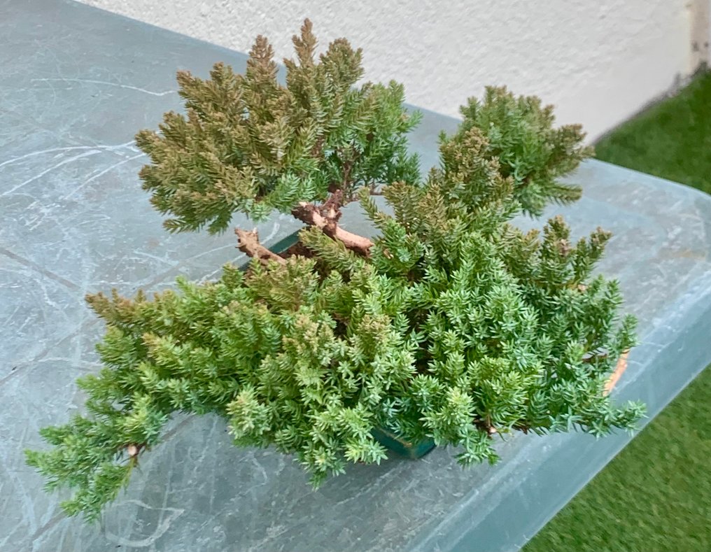 Juniper bonsai (Juniperus) - Height (Tree): 14 cm - Depth (Tree): 35 cm - Japan #4.3