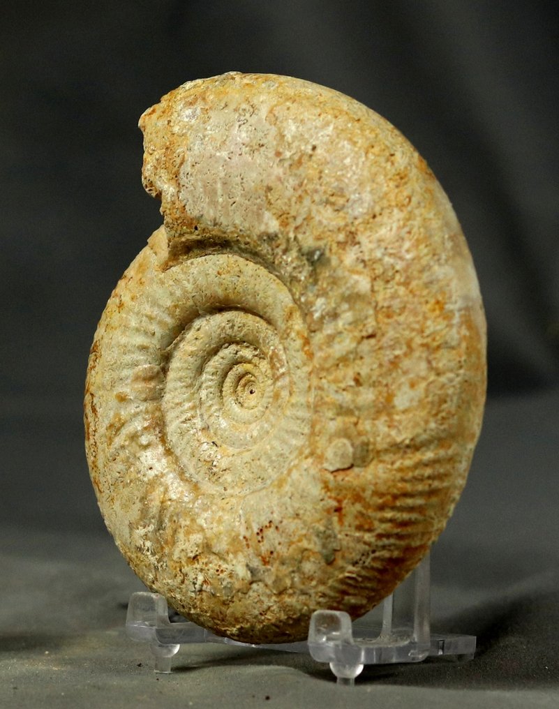 A fine ammonite - With two sides cleaned - Fossilised animal - Leptosphinctes cleistus - 11.1 cm  (No Reserve Price) #2.1