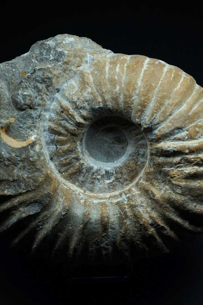 Ammoniet - Gefossiliseerde schelp - Perisphinctid - 14 cm #1.0