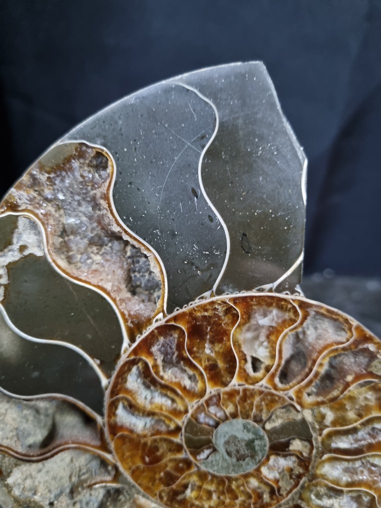 美丽的大型菊石 - 动物化石 - Aioloceras (Cleoniceras) sp - 140 mm - 113 mm  (没有保留价) #1.0