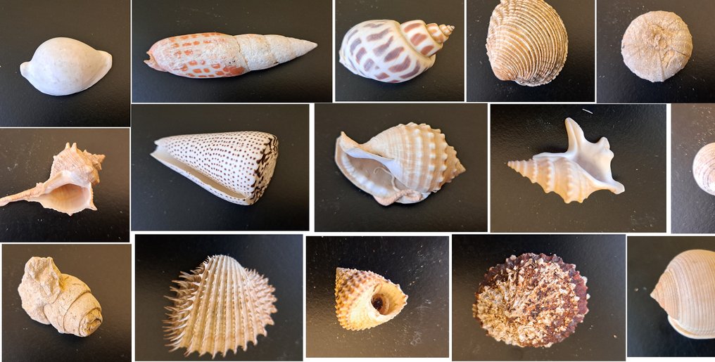 fossiler og skaller Havskal - vari generi collezione fossili e conchiglie  (Ingen mindstepris) #1.0