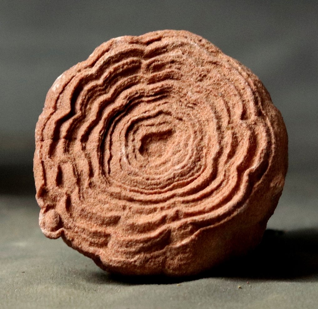 Decorative fossilized stromatolite - Fossilised plant - 6.4 cm  (No Reserve Price) #1.0
