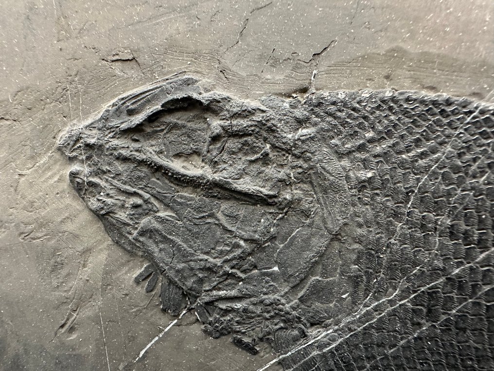 化石 - Fossil matrix - Asialepidotus - 25.2 cm - 15.7 cm #2.1