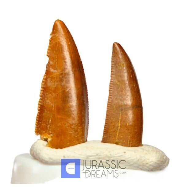 Απολιθωμένα δόντια - Set of 2 Large Sharp Abelisaurid (cf Rugops sp) Dinosaur Teeth - Cretaceous KemKem Beds  (χωρίς τιμή ασφαλείας) #4.3