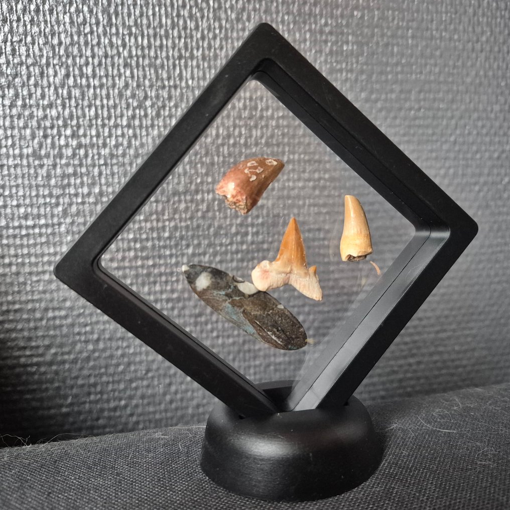 Fósil - Diente fósil - Bijzondere set van 4unieke fossielen - Mosasaurus Tanden - Otodus Obliquus - Carcharocles - - 12 cm - 12 cm (Sin Precio de Reserva) #2.1