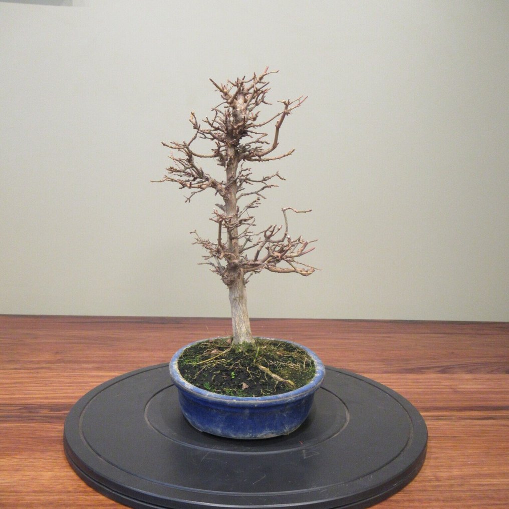 Acer buergerianum - Height (Tree): 35 cm - Depth (Tree): 23 cm - Japan #3.2