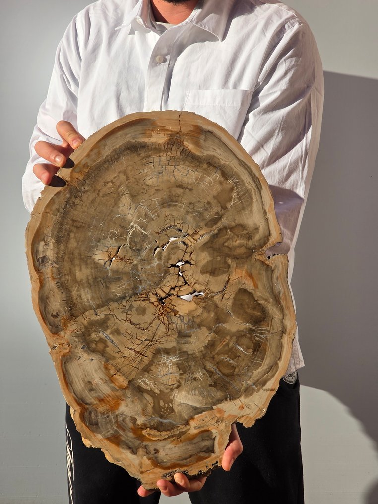 Fosszilis fa - Fafosszília - 47 cm #2.1