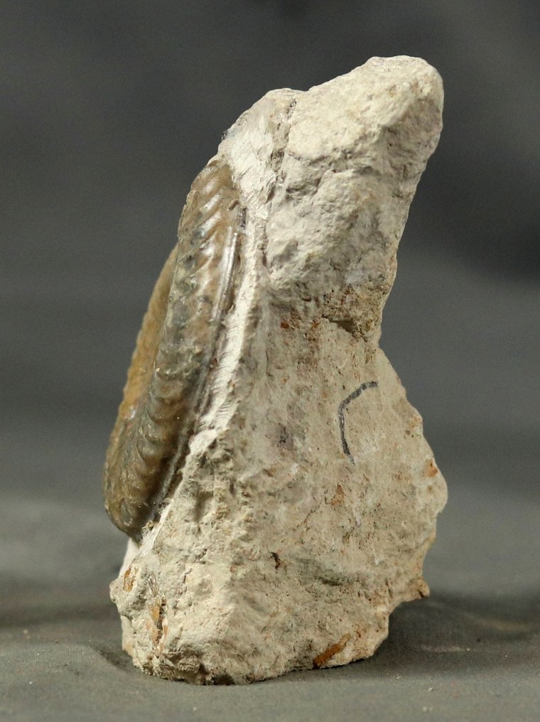 Fine  Ammonite with nice colors - Self standing - Fossilised animal - Grammoceras thouarcense  (No Reserve Price) #2.1