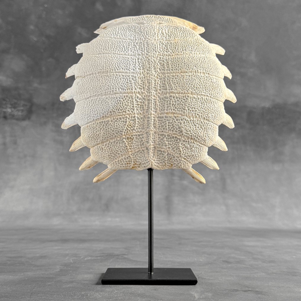 Χωρίς ελάχιστη τιμή - Εντυπωτικό κινεζικό κέλυφος μαλακής χελώνας σε προσαρμοσμένη βάση Οστό - Pelodiscus sinensis - 32 cm - 22 cm - 7 cm- Είδη που δεν ανήκουν στο CITES -  (1) #1.0